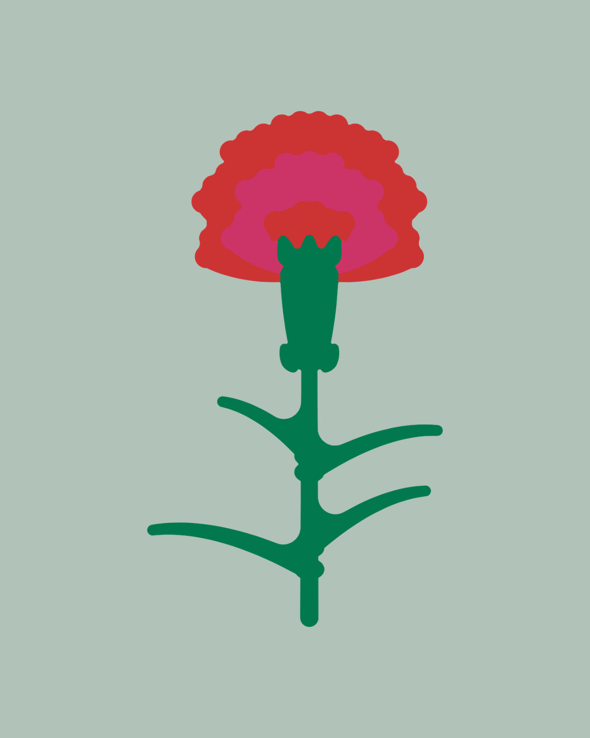 Carnation
